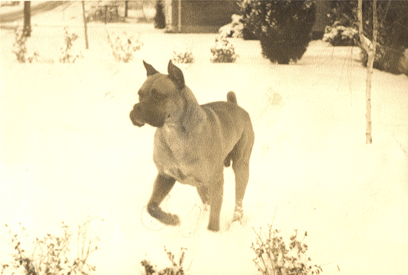 Black and white photograph of Sanders's Dog Sam 1960 earliest print available from Sanders. Tony Sanders photography